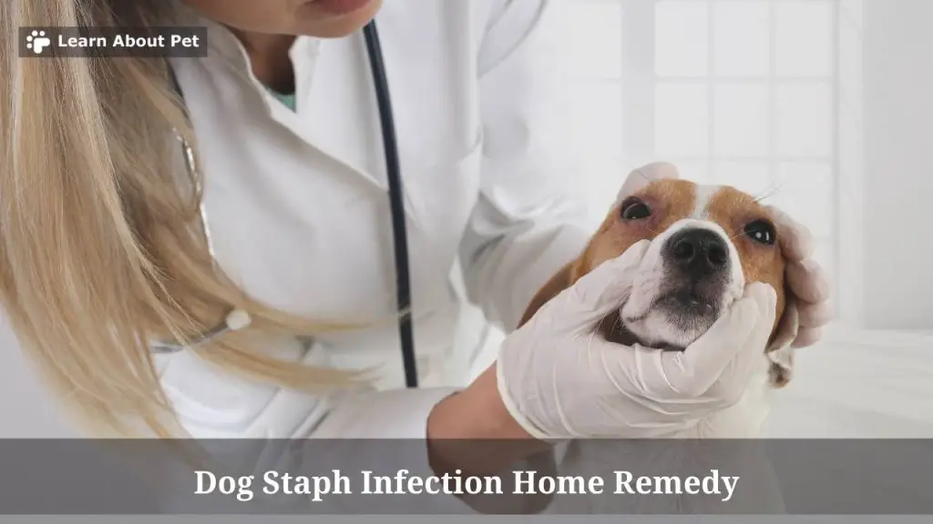 Dog staph infection home remedy