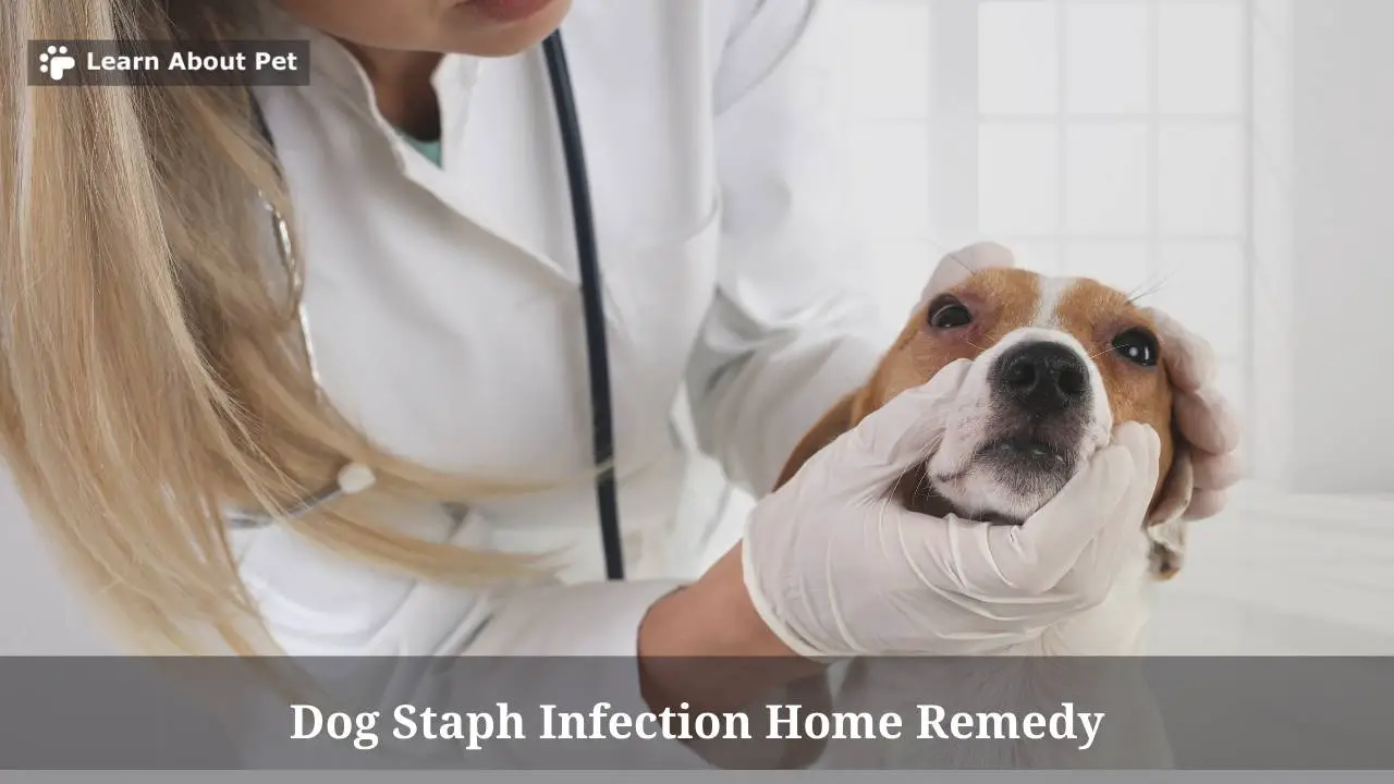 dog-staph-infection-home-remedy-9-clear-facts-2023