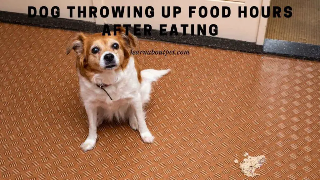 Dog Throwing Up Food Hours After Eating : (9 Clear Reasons)