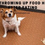 Dog Throwing Up Food Hours After Eating : (9 Clear Reasons)