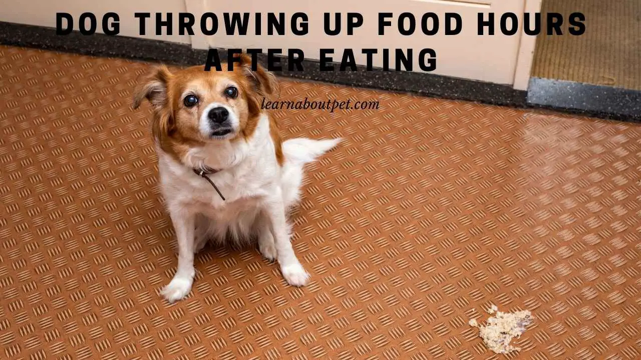 4-things-to-do-if-your-dog-is-vomiting-pethelpful