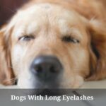 Dogs With Long Eyelashes : 3 Cool Pictures, Dog Breeds Info Dogs with long eyelashes