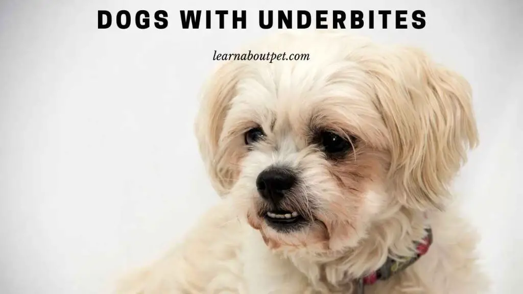 Dogs with underbites