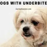 Dogs With Underbites : (9 Interesting Facts)