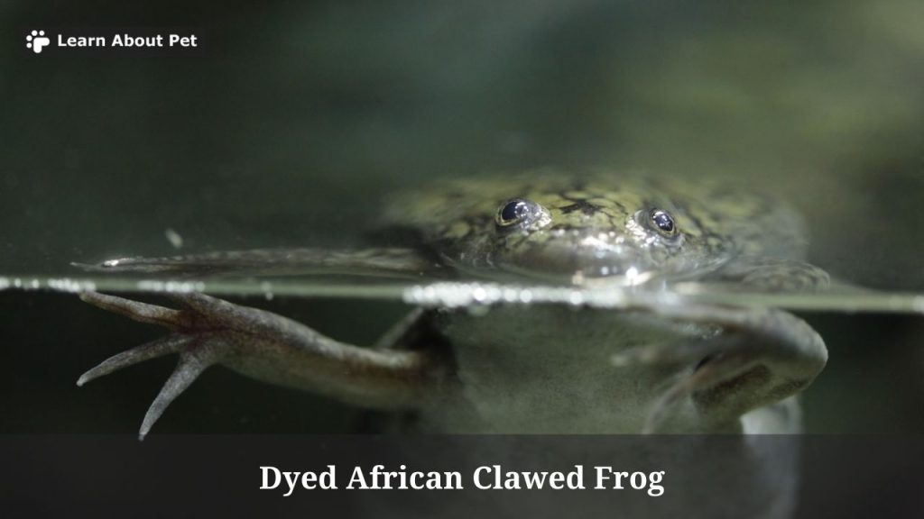 Dyed african clawed frog