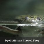 Dyed African Clawed Frog : (7 Interesting Facts)