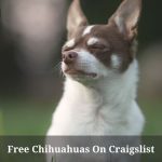 Free Chihuahuas On Craigslist