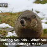 Groundhog Sounds