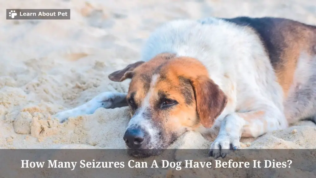 How Many Seizures Can A Dog Have Before It Dies? Can A Dog Die From A