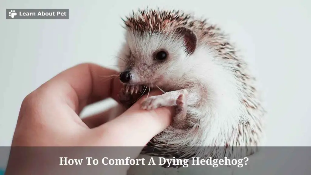 How to comfort a dying hedgehog
