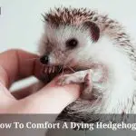 How To Comfort A Dying Hedgehog? (9 Clear Facts)