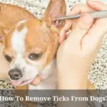 How To Remove Ticks From Dogs? 7 Menacing Symptoms