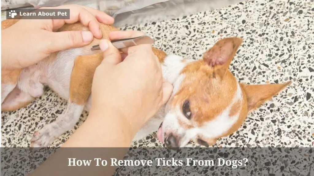 How to remove ticks from dogs