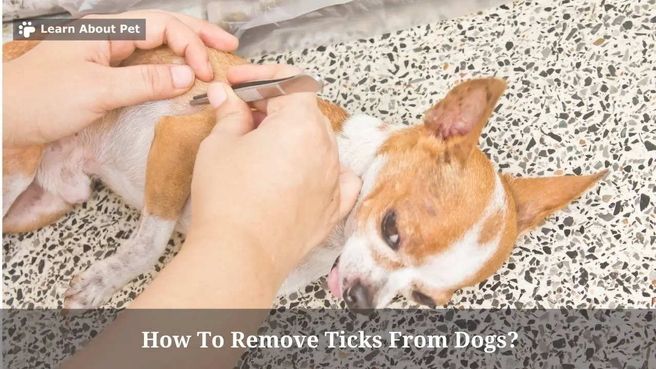 How To Remove Ticks From Dogs? 7 Menacing Symptoms