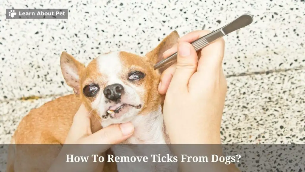 How to remove ticks from dogs