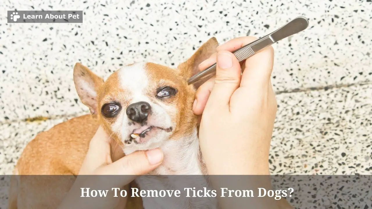 How To Remove Ticks From Dogs? 7 Menacing Symptoms