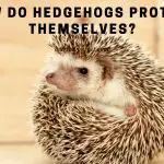 How Do Hedgehogs Protect Themselves?