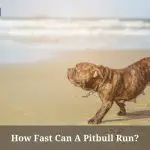 How Fast Can A Pitbull Run? (9 Interesting Facts)