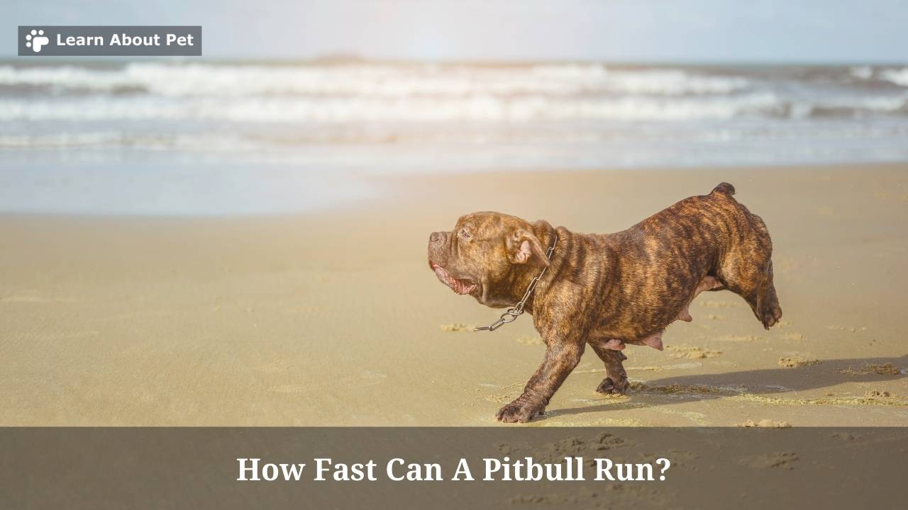 How Fast Can A Pitbull Run? (9 Interesting Facts) - 2022