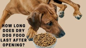 How Long Does Dry Dog Food Last After Opening? 9 Clear Facts - 2023