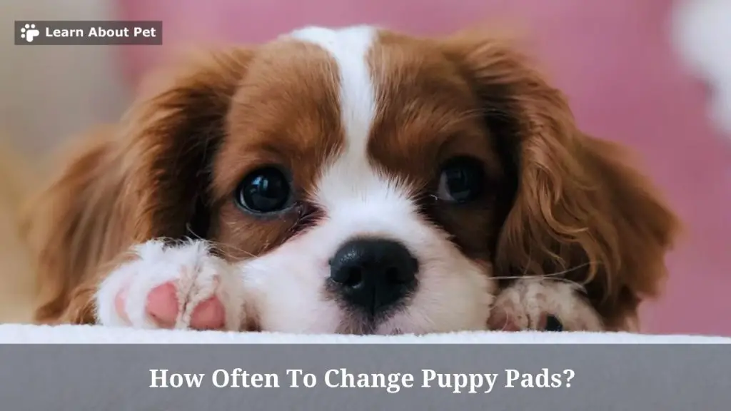 How often to change puppy pads?