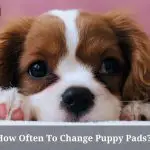 How Often To Change Puppy Pads? (9 Important Facts)