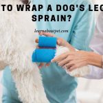 How To Wrap A Dog's Leg For Sprain? 7 Clear Tips