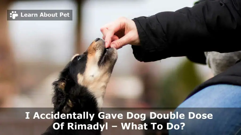 Accidentally Gave Dog Double Dose Of Rimadyl : 7 Real Facts