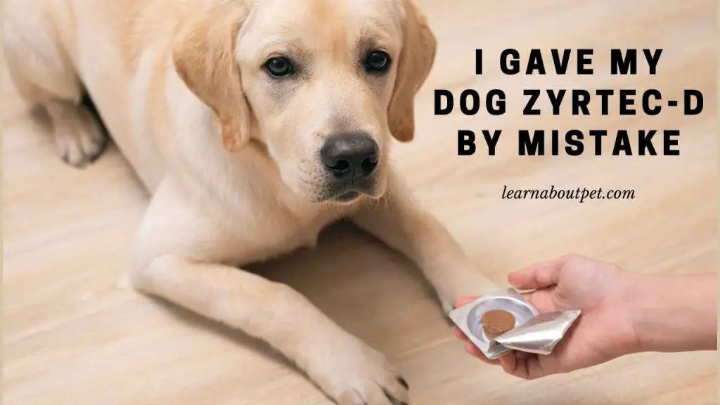 I gave my dog zyrtec-d by mistake
