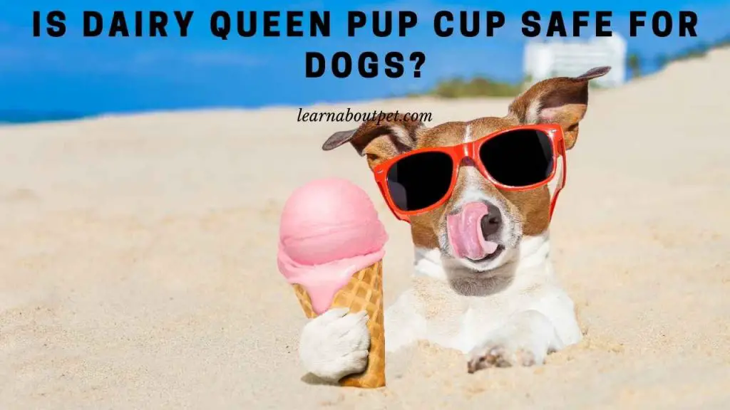 Dairy queen pup cup