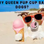 Is Dairy Queen Pup Cup Dog Safe? (9 Clear Facts)