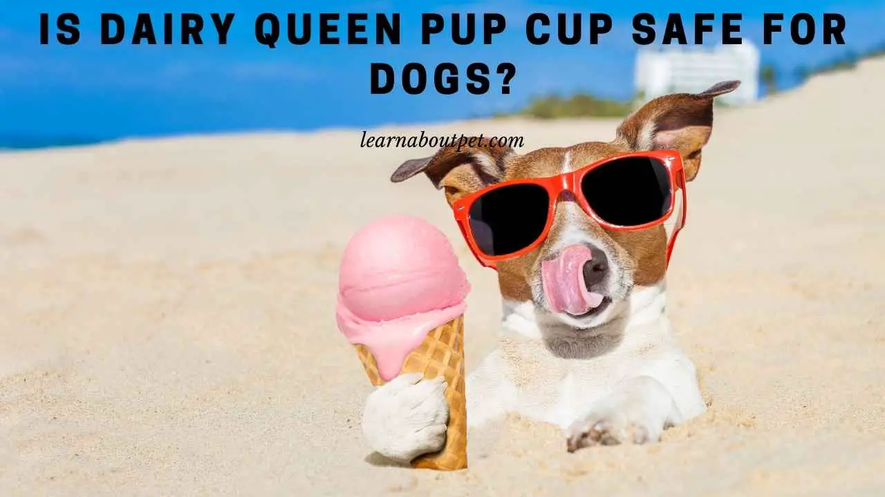 Is Dairy Queen Pup Cup Dog Safe? (9 Clear Facts) 2024