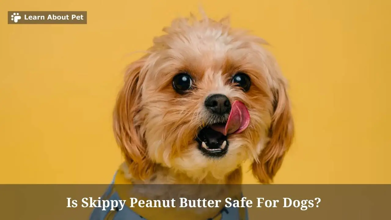 Is Skippy Peanut Butter Safe For Dogs? 2023
