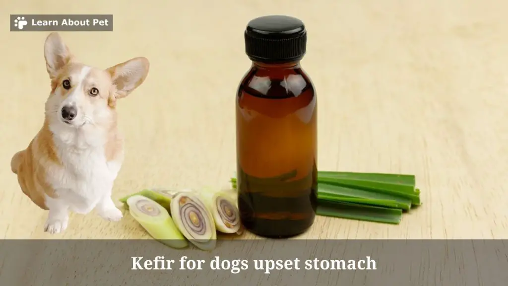 Is Lemongrass Oil Safe For Dogs To Breathe