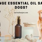 Is Orange Essential Oil Safe For Dogs? Is orange essential oil safe for dogs