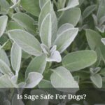 Is sage safe for dogs