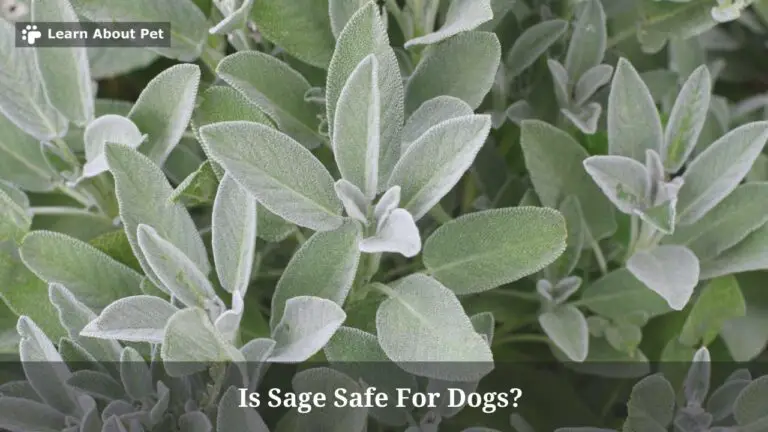 Is Sage Safe For Dogs? Can Dogs Eat Sage? 7 Clear Facts 2023