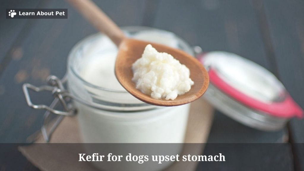 Kefir For Dogs Upset Stomach (9 Interesting Facts) 2024