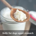 Kefir For Dogs Upset Stomach : (9 Interesting Facts)