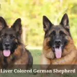 All About Liver Colored German Shepherd : (15 Cool Facts)
