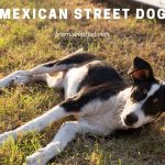Mexican Street Dog : (9 Interesting Facts)