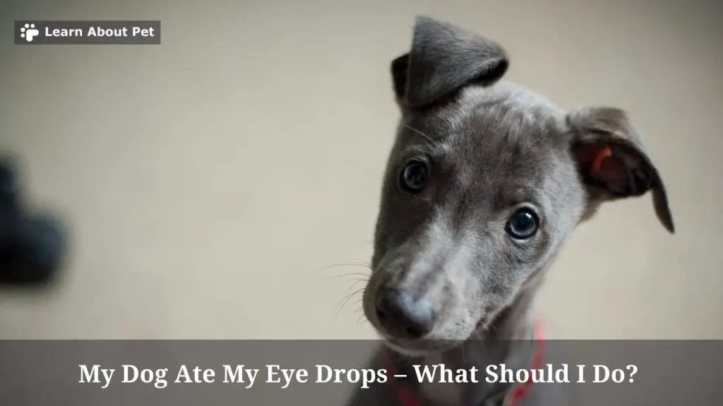 My Dog Ate Clear Eyes Eye Drops