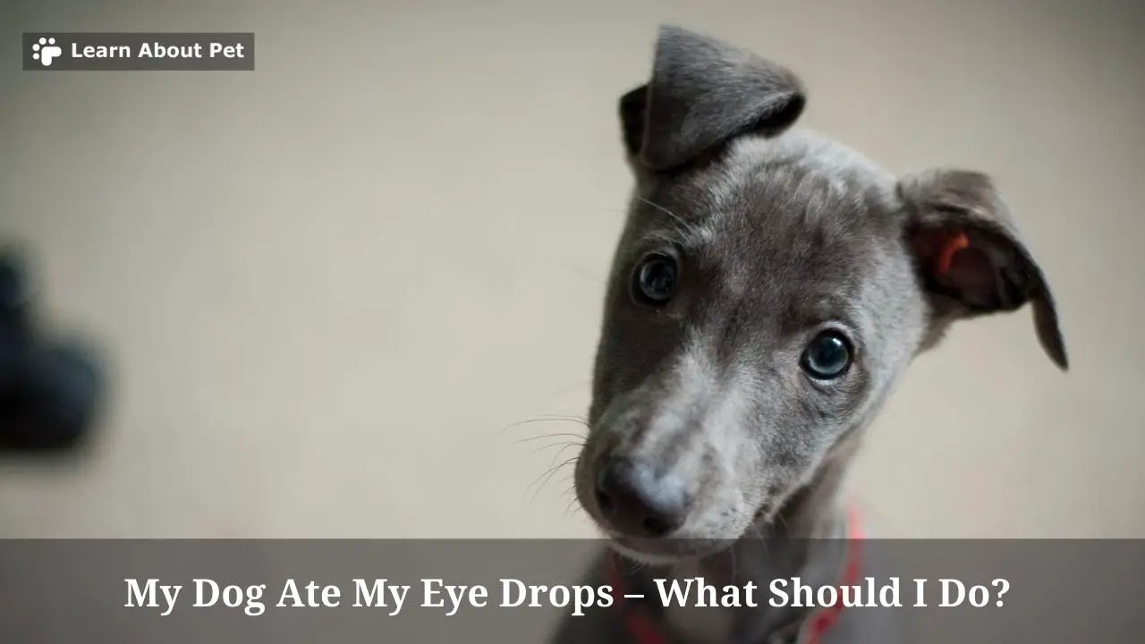 My Dog Ate My Eye Drops (7 Important Facts) 2023