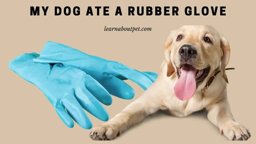 My dog ate a rubber glove