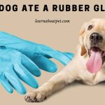 My Dog Ate A Rubber Glove : (9 Menacing Facts)