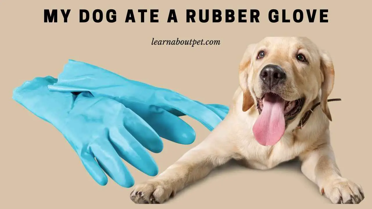 My Dog Ate A Rubber Glove (9 Menacing Facts) 2024