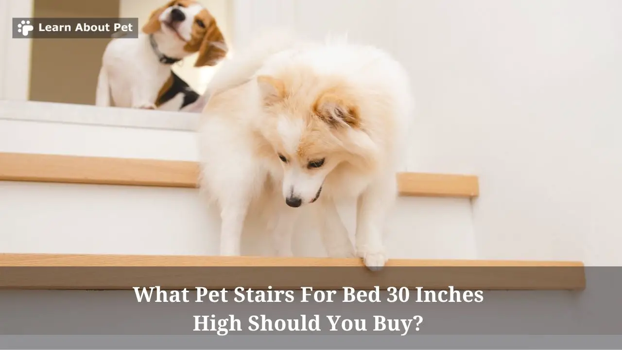 Pet Stairs For Bed 30 Inches High : (9 Cool Facts)