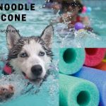 pool noodle dog cone