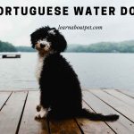 Portuguese Water Dog Mix : (9 Interesting Facts)