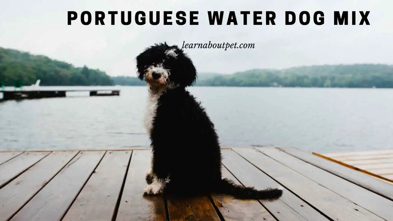 Portuguese Water Dog Mix (9 Interesting Facts) 2023